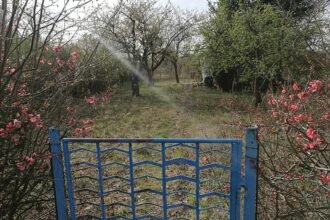 Klimaschutz: Kleingärtnerverband will Förderung vom Bund