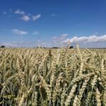 Raiffeisenverband: Hitze verursacht deutlichen Ernteverlust