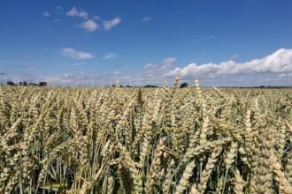 Raiffeisenverband: Hitze verursacht deutlichen Ernteverlust