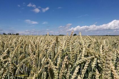 Raiffeisenverband: Hitze verursacht deutlichen Ernteverlust