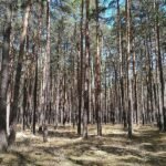 Städte- und Gemeindebund fordert mehr Geld für Waldbrandschutz