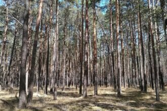 Städte- und Gemeindebund fordert mehr Geld für Waldbrandschutz