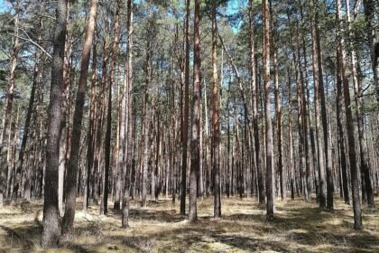 Städte- und Gemeindebund fordert mehr Geld für Waldbrandschutz