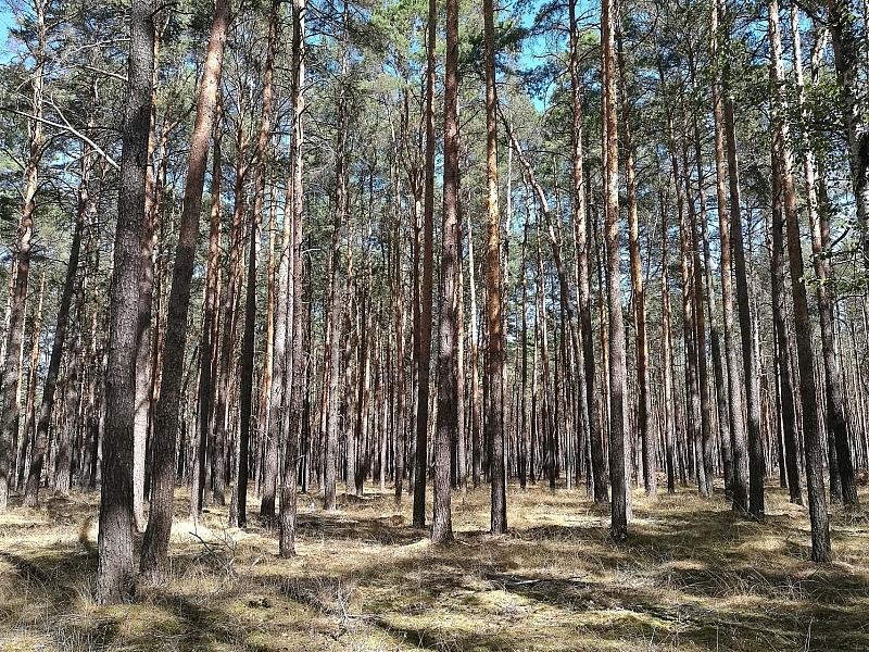 Städte- und Gemeindebund fordert mehr Geld für Waldbrandschutz
