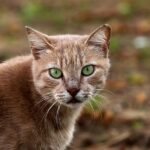 Tierärzte fordern bundesweite Kastrationspflicht für Katzen