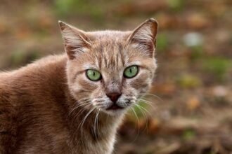 Tierärzte fordern bundesweite Kastrationspflicht für Katzen