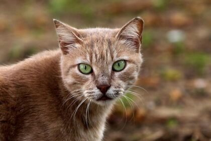 Tierärzte fordern bundesweite Kastrationspflicht für Katzen