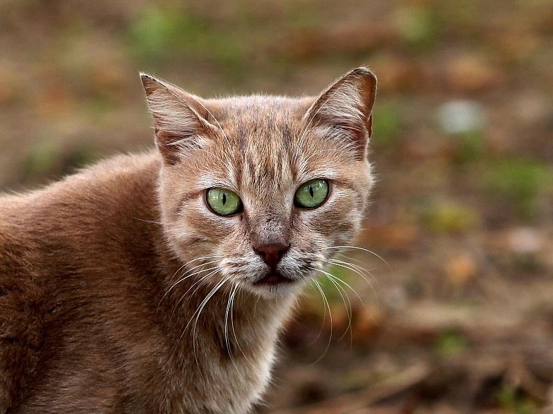 Tierärzte fordern bundesweite Kastrationspflicht für Katzen