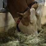 Trockenheit lässt Schlachtzahlen von Milchkühen steigen