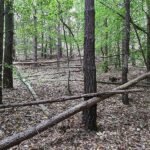 Waldbesitzer warnen vor zu viel Totholz