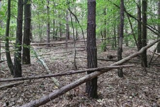 Waldbesitzer warnen vor zu viel Totholz