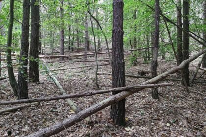Waldbesitzer warnen vor zu viel Totholz