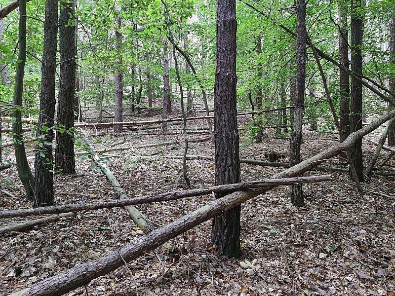 Waldbesitzer warnen vor zu viel Totholz