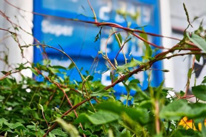 Verdi kritisiert geplante Spritpreis-Maßnahmen