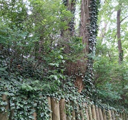 Jakoberwall in Augsburg: Böschung wird neu gesichert