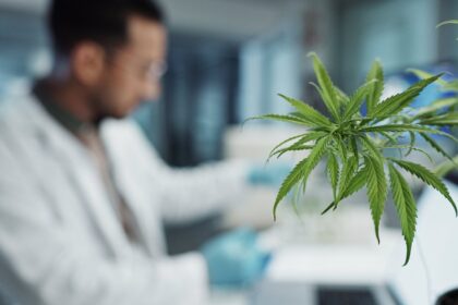 Die besten Online-Plattformen für medizinisches Cannabis in Deutschland: Anbieter im Vergleich