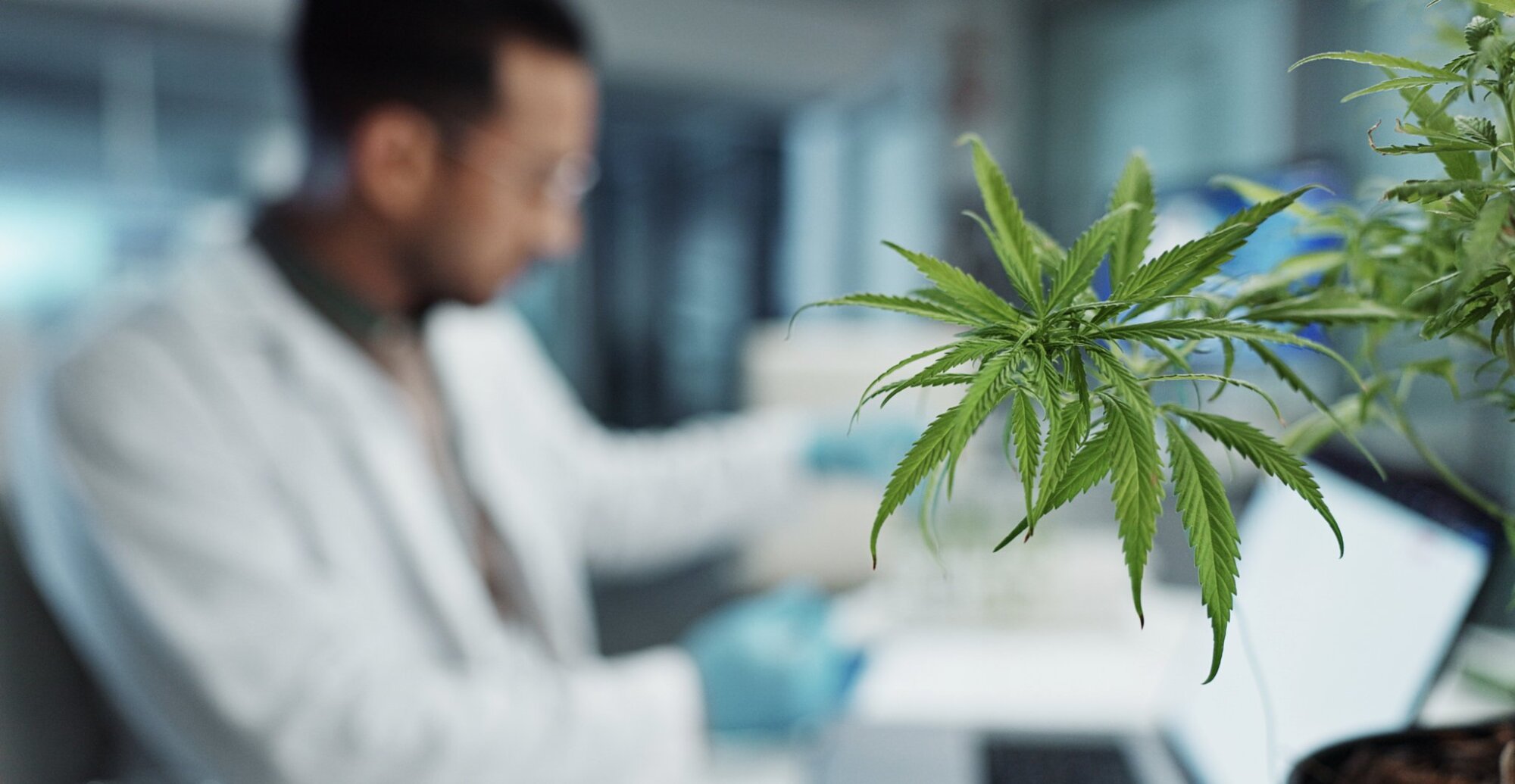 Die besten Online-Plattformen für medizinisches Cannabis in Deutschland: Anbieter im Vergleich