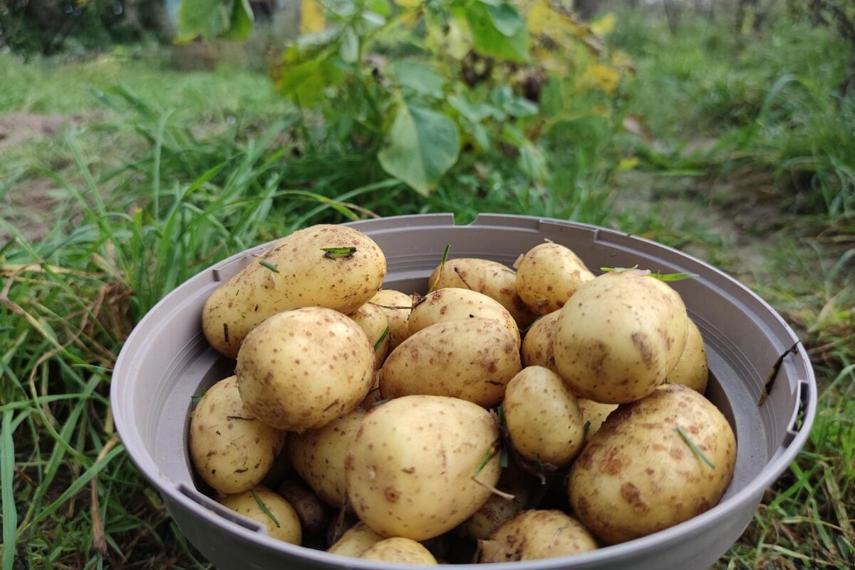 Niedrigere Ernte und deutliche Preissteigerungen bei Kartoffeln