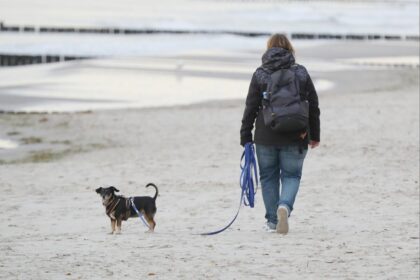 Einnahmen aus Hundesteuer stagnieren auf hohem Niveau