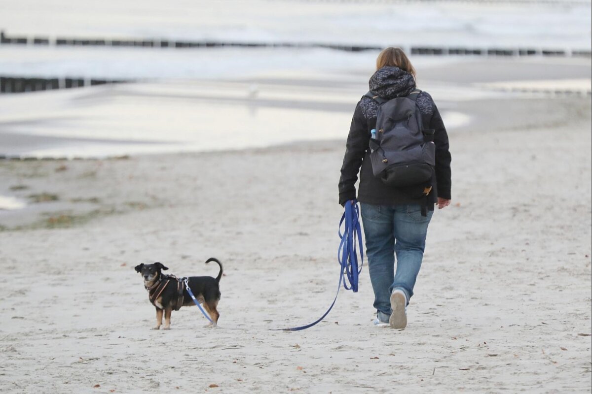 Einnahmen aus Hundesteuer stagnieren auf hohem Niveau